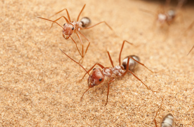 Saharan silver ants. The insects can move at blistering speeds across fiery desert sands. (Credit: Pavel Krasensky/Shutterstock)