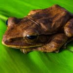 tree-frog-324553_640-150x150.jpg
