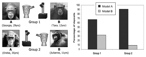 Chimp_cultures.jpg