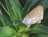 Mountainalconbluebutterfly.jpg
