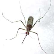 may01_mosquito4.jpg