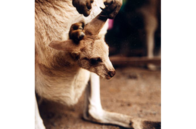 Marsupials Pouch