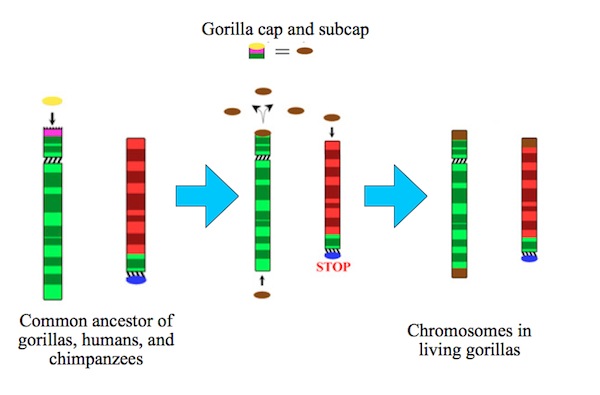 23 Chromosomes In Humans The Engineering Internship Cover Letter