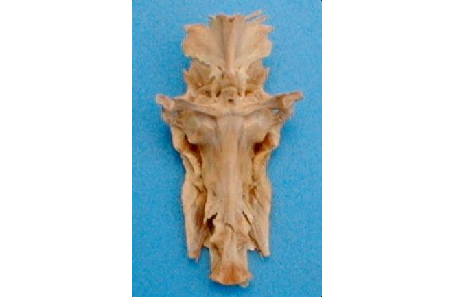 Crucifish Discover Magazine Crucifish Discover Magazine