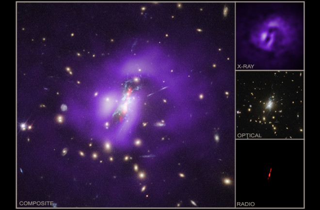 Phoenix Galaxy Cluster Multi-Wavelength