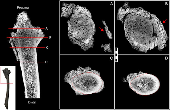 Fig4_RadiusXMT4-1024x663.jpg