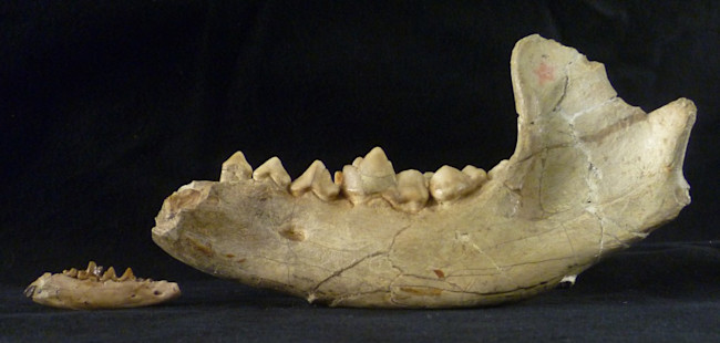Beardog-jaw-comparison-1024x489.jpg