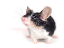 mouse220.jpg