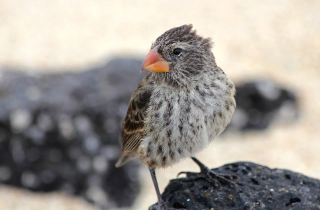 Darwin's Finch Galapagos - Shutterstock