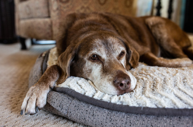 old dog in a comfy bed