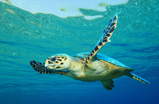 Hawksbill Sea Turtle - Rich Carey, Shutterstock