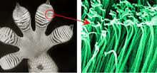 gecko-foot.jpg