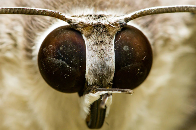 A Better Touch Screen, Inspired by Moth Eyes | Discover Magazine