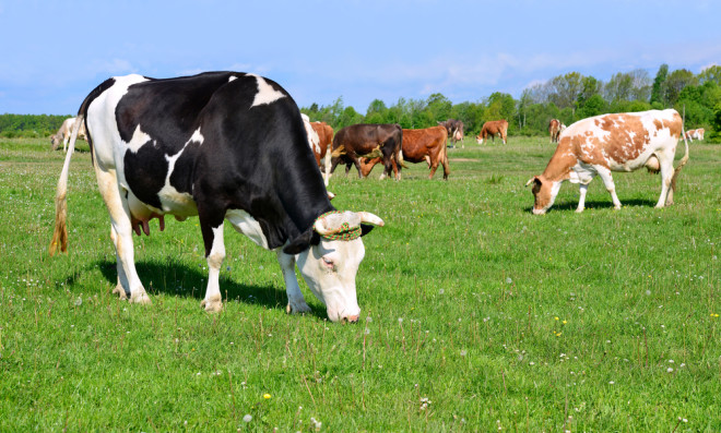 Organic, Grass-fed, or Grain-fed? How to Choose the Right Beef for