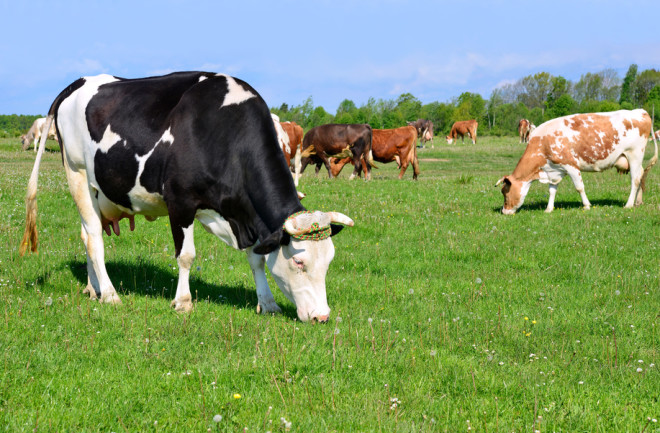 cow pasture - shutterstock