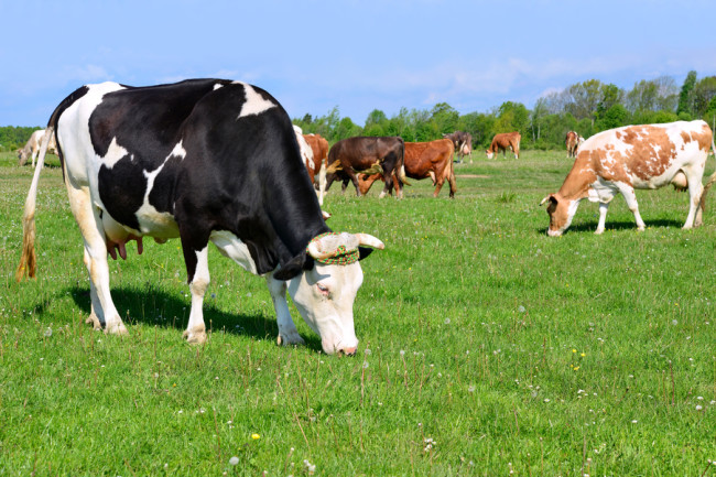 cow pasture - shutterstock