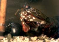 Mantisshrim.jpg