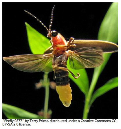 Photinus-pyralis-a-species-of-firefly-found-in-the-eastern-United-States.jpg