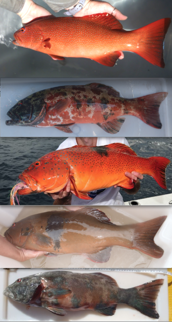 healthy-v-melanoma-trout-548x1024.png