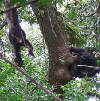 Chimps_beehives.jpg