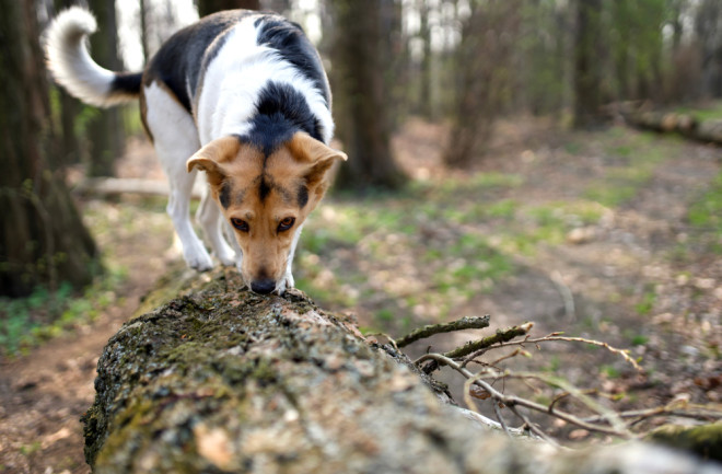 cute black white and brown dog a sniffing log in forest