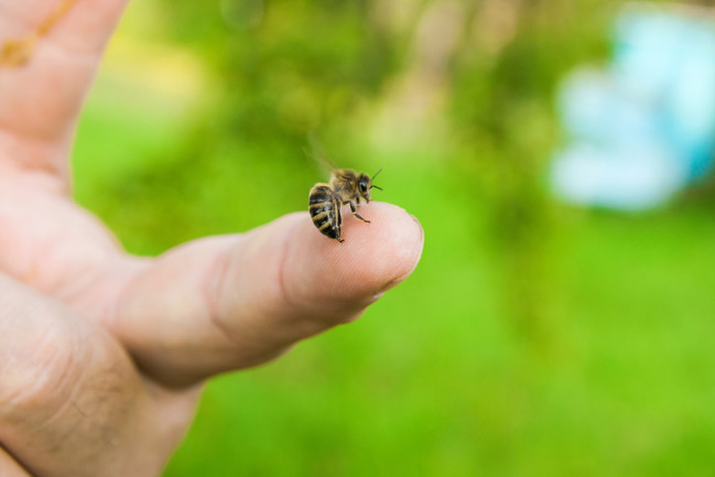 honey bee on hand 