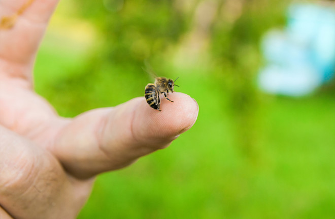 honey bee on hand 