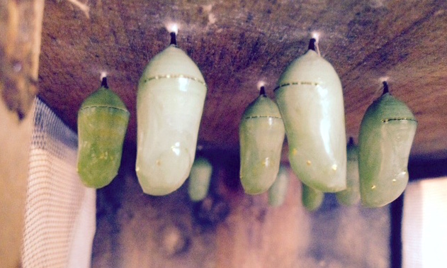 chrysalises