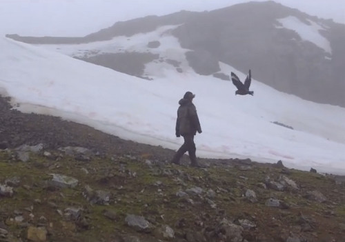 skua-attack.jpg