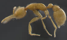 eyeless-ant.jpg
