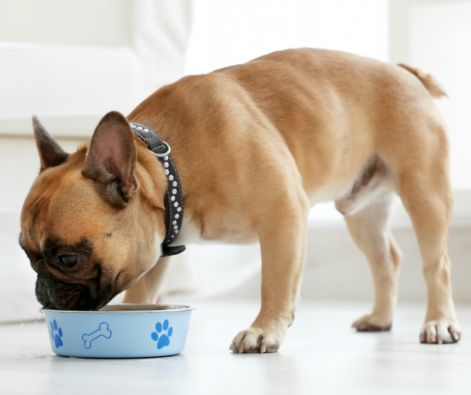 25 Best Cheap Dog Foods in 2022