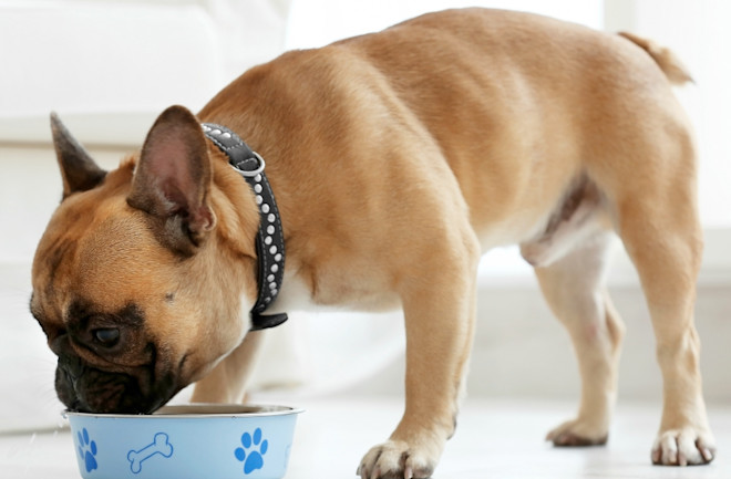 Inexpensive quality dog food hot sale