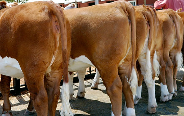 cows.jpg