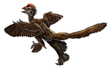 Four-Winged Dino Clinches the Case for Bird Evolution | Discover Magazine