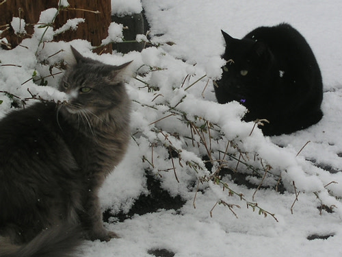 winter.jpg