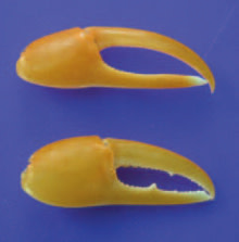 fake-claws-220.jpg