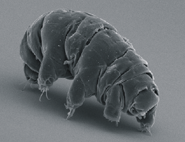 626px-SEM_image_of_Milnesium_tardigradum_in_active_state_-_journal.pone_.0045682.g001-2.png