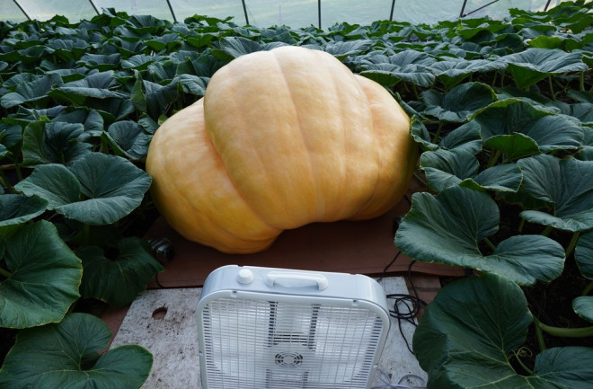 A giant pumpkin being grown in a greenhouse 