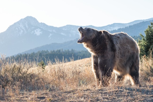 What You Should Do If You Encounter A Bear