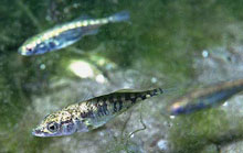 stickleback.jpg