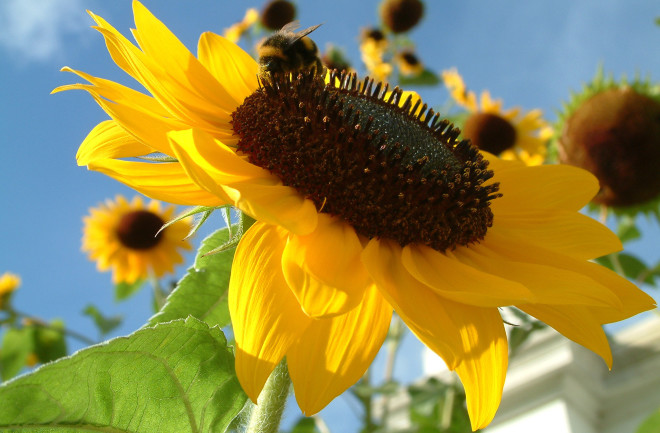 sunflower - shutterstock
