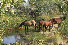 wild-horses.jpg