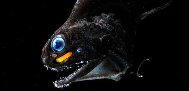 dragonfish