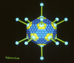 nci-adenovirus