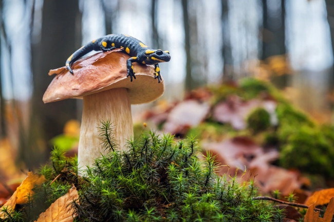 Fire salamander sitting on a mushroom