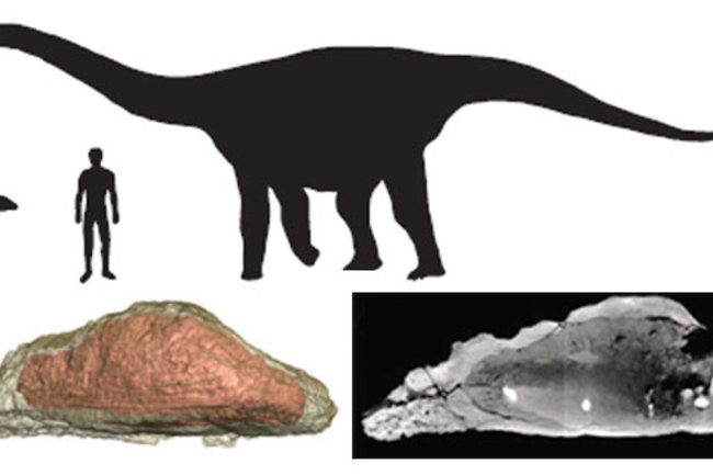 Rapetosaurus_osteoderm.jpg