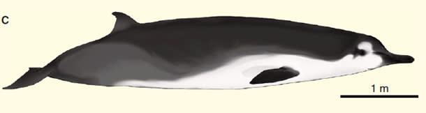 Spade_toothed_whale.jpg