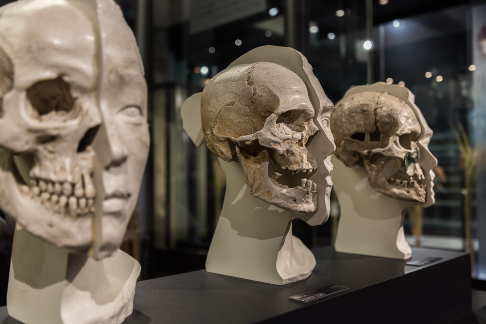 Art and Science Combine to Reconstruct the Faces of Our Ancestors