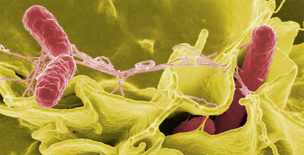 Salmonella.jpg