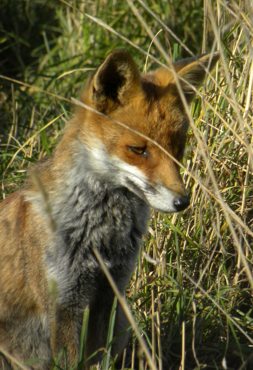 Redfox.jpg